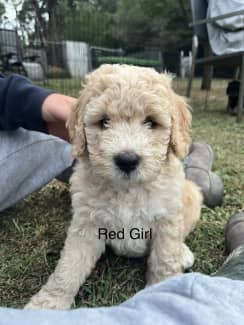 Spoodle puppies for cheap sale gumtree