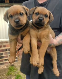 Bullmastiff rottweiler best sale mix puppies