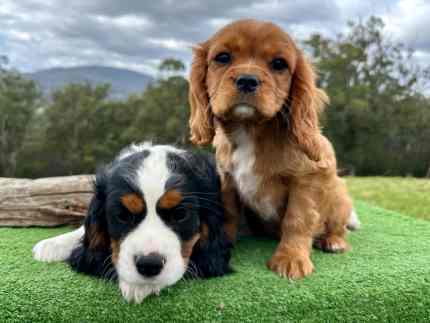 Gumtree king charles fashion cavalier puppies