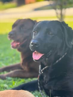 Gumtree labradors best sale for sale