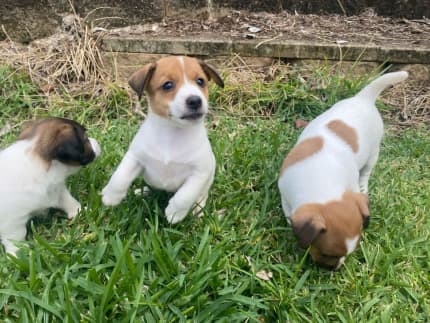 Gumtree jack hot sale russell puppies