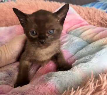 Burmese store kittens gumtree