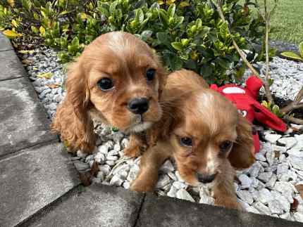 Gumtree king charles fashion cavalier puppies