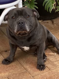 Male blue hot sale staffy