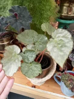 Begonia "Sir Percy" indoor plant. First picture is plant for  sale. | Plants | Gumtree Australia Mount Barker Area - Mount Barker |  1289456301