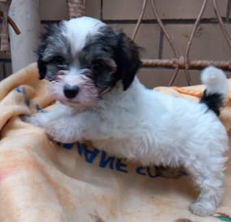 Cavoodle maltese best sale