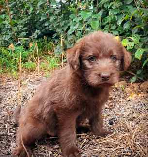 Poodle best sale kelpie cross