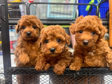 Poodle gumtree hot sale