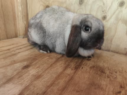 Purebred 2024 mini lop