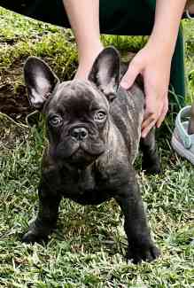 French bulldog sales puppy gumtree