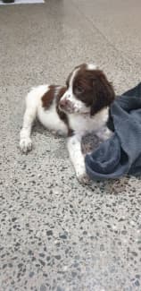 Brittany spaniel sale gumtree