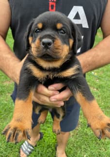 Bobtail hot sale rottweiler puppies