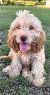 Gumtree labradoodle hot sale