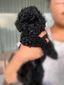 Toy poodle gumtree sale