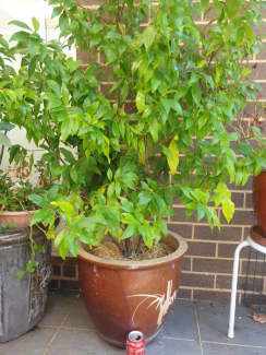 Magnolia (Port Wine) plant for sale | Plants | Gumtree Australia North  Canberra - Canberra City | 1308210827