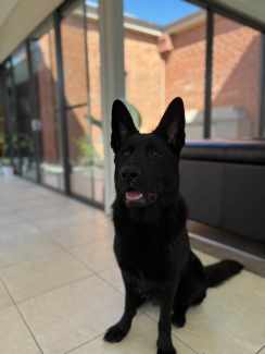 All black purebred german shepherd shops