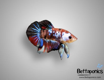 betta fish sell