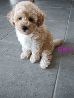 Gumtree toy poodles for sale hotsell