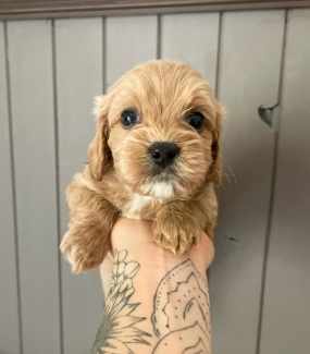 Cavoodle puppies for fashion gumtree