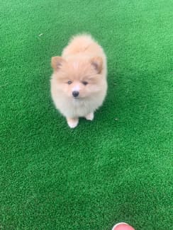 gumtree toy pom puppies