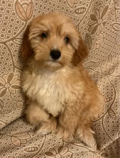 Toy 2024 cavoodle gumtree