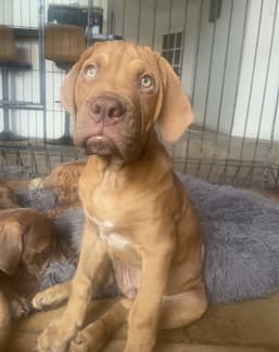 Mastiff x hot sale bordeaux