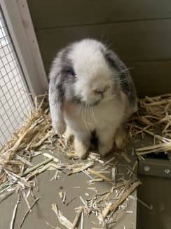 Mini lop outlet cage