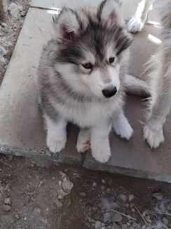 Gumtree store husky pups