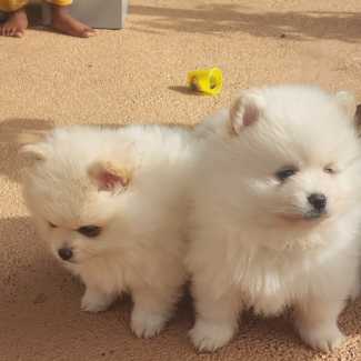 Gumtree pomeranian puppies fashion for