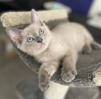 Ragdoll 2024 x burmese