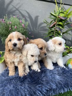 toy cavoodle gumtree