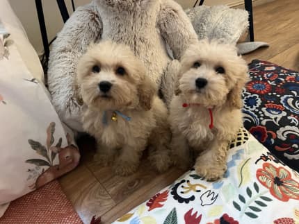 Bichon frise x hotsell toy poodle for sale