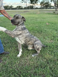 Wire best sale haired wolfhound