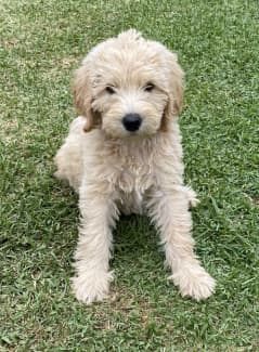 F1b sales labradoodle breeder