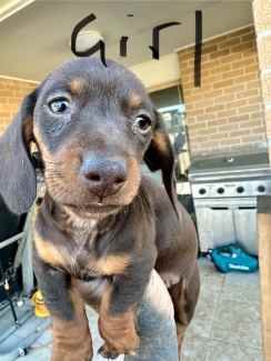 Pure bred dachshund puppies Dogs Puppies Gumtree Australia Caboolture Area Burpengary 1326807520