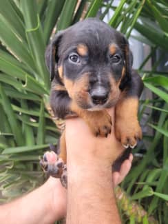 rottweiler bull terrier mix