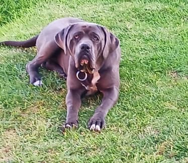 Neapolitan sales mastiff gumtree