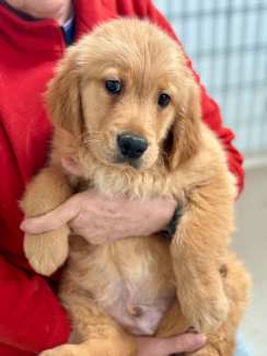 Golden retriever fashion puppies gumtree