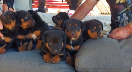 Kelpie cross best sale rottweiler puppy