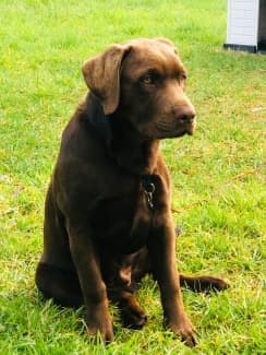 Purebred lab best sale