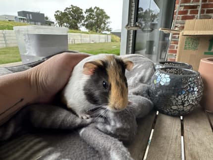 Gumtree guinea hot sale pig