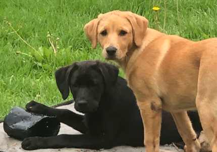 how much are labrador puppies in australia