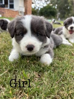 Blue grey hotsell border collie