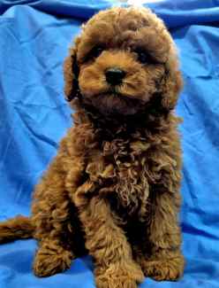 Cavoodle puppies for fashion gumtree