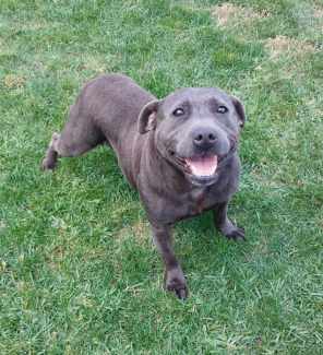 Blue english staffy store female