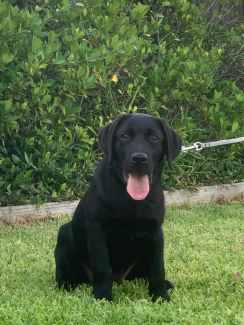 Labrador retriever hot sale gumtree