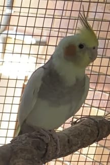 Cockatiel for best sale sale north east