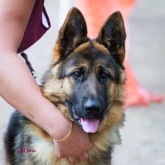 One year old female best sale german shepherd