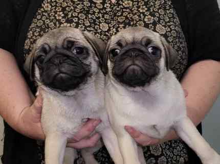 Gumtree shops pug puppies