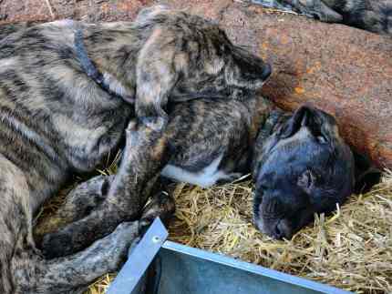 Shops german shepherd lurcher puppies